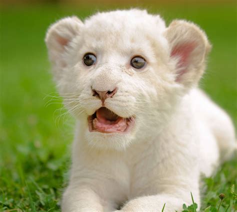 Lion cubs - the ultimate lion cub fact guide.