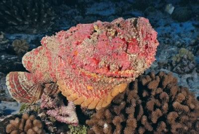 Studying stonefish venom may help combat transplant rejection