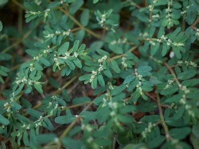 Spotted Spurge Weed: How To Get Rid Of Spotted Spurge