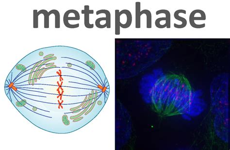 The Steps of Mitosis | Biology for Majors I