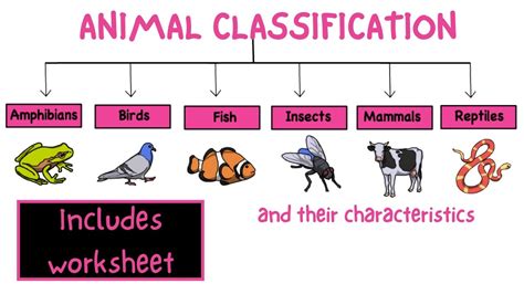 Top 118+ How can we classify animals - Merkantilaklubben.org