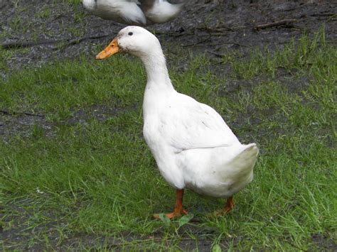 Royal Pekin Ducks Farm: White Pekin Ducks for Sale in Hyderabad-India