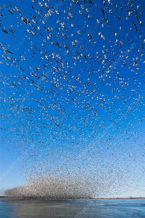 Snow Goose Migration - Stock Image - C012/8903 - Science Photo Library