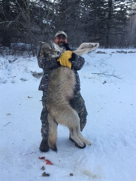 Wide North Outfitters Wolf Hunting Photo Gallery