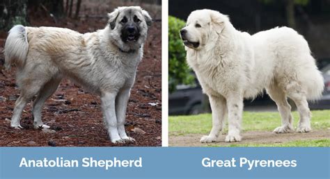 Great Pyrenees vs. Anatolian Shepherd | Breed Insights