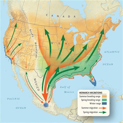 The Monarch Butterfly – A Migration in Peril – REP Provisions