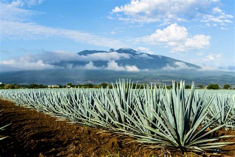 Take a deep dive into Jalisco’s agave spirits - Lonely Planet