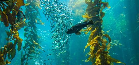 Kelp Forest Diving Experience - Simon's Town Experience Days Vouchers ...