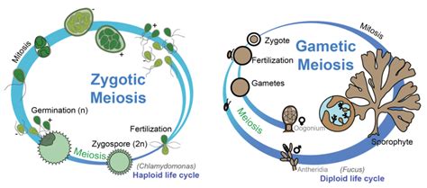 Types of Protists | CK-12 Foundation