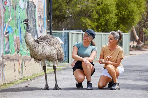 Where to find Australia's best loved animals on the Central Coast ...