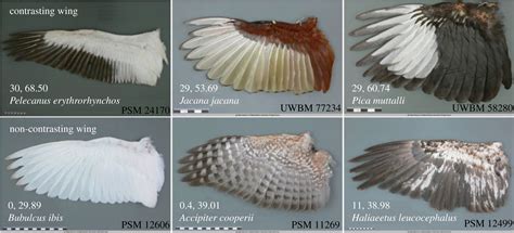 Evidence found that colorful ventral wings help colonizing birds avoid ...