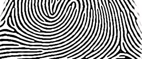 Flat Vector Fingerprints - Double Loop Whorls - Forensic Supplies ...