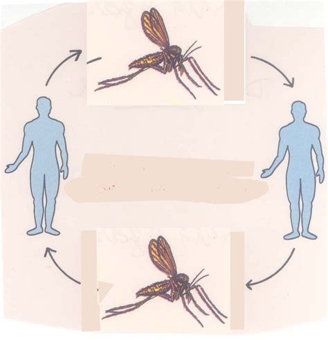 17 Vectors In Disease Transmission Images - Vector-Borne Transmission ...