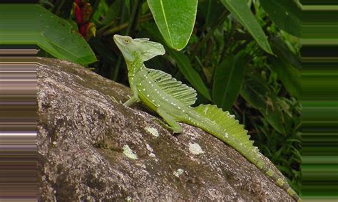 The Common Basilisk, Costa Rica