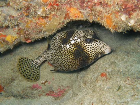 Common Shallow Water Marine Organisms: Spotted Trunkfish