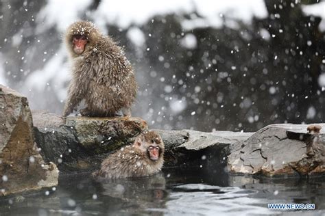 Snow monkeys enjoy hot spring in Nagano, Japan - Xinhua | English.news.cn