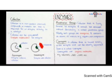 SOLUTION: Enzymes cofactors coenzyme vs prosthetic group apoenzyme vs ...