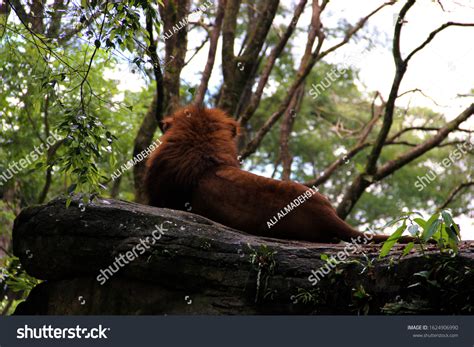 Back View Lion Relaxing Stock Photo 1624906990 | Shutterstock