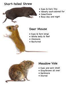 what voles eat : voles