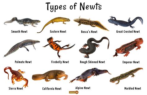 Difference Between Newts And Salamanders