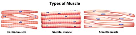 Muscle Tissue - SCIENTIST CINDY