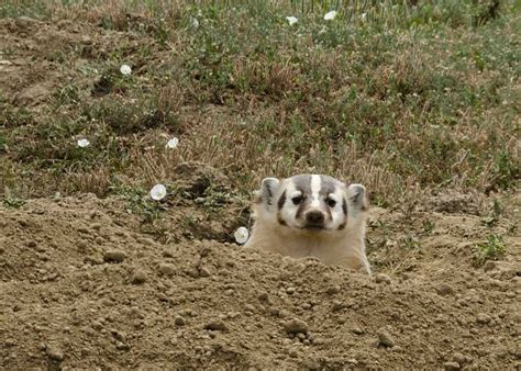 About American Badger - Behavior, Diet, Characteristics, & Facts