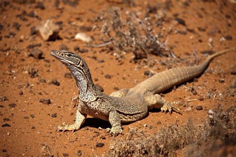 Sand goanna - Alchetron, The Free Social Encyclopedia