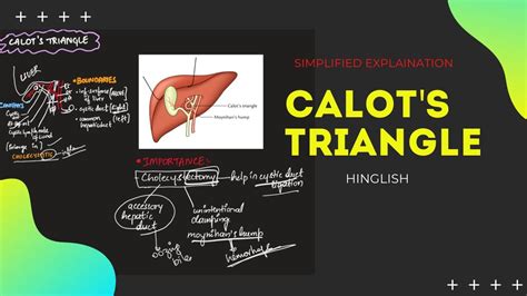 Calot's triangle and it’s clinical aspects || anatomy of abdomen ...