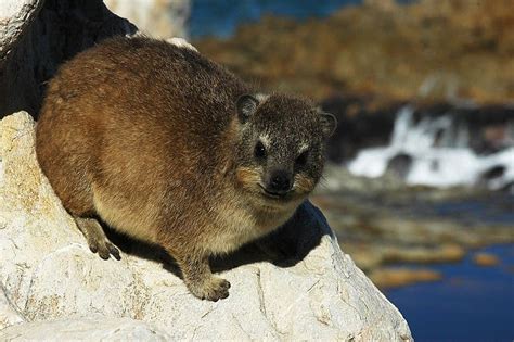 Rock Hyrax - A-Z Animals