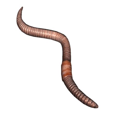 Earthworm PNG Images for Design Projects