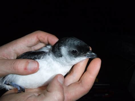 New species of diving petrel discovered by 2016 CRT scholarship ...