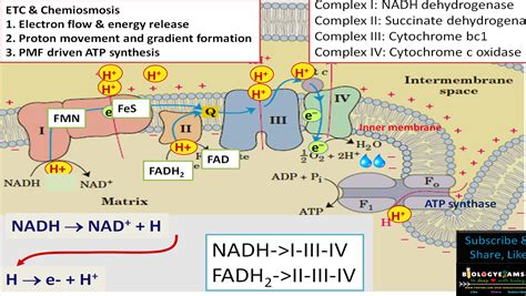 Electron Transport Chain (ETC) in Cellular Respiration: Definition ...