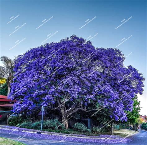 Blue Jacaranda Tree Seeds(Jacaranda Mimosifolia)showy Street Tree ...