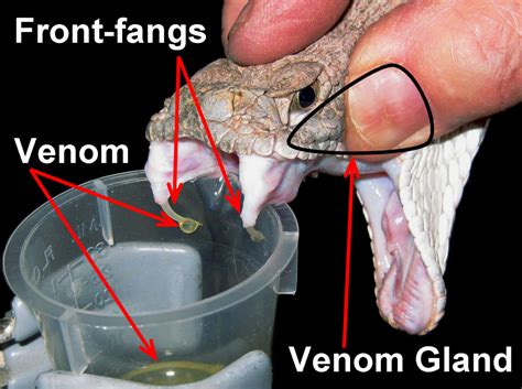 What snakes are venomous/poisonous? | HubPages