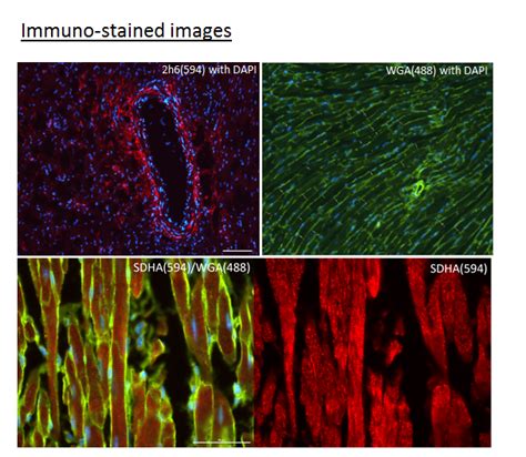 Histology – Foo Lab