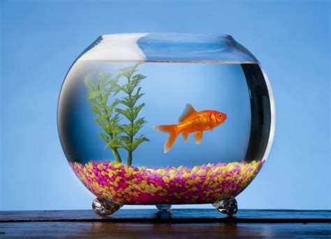 5 Best Aquariums & Fish Bowls in 2020 - Top Rated Fish Tanks Reviewed ...