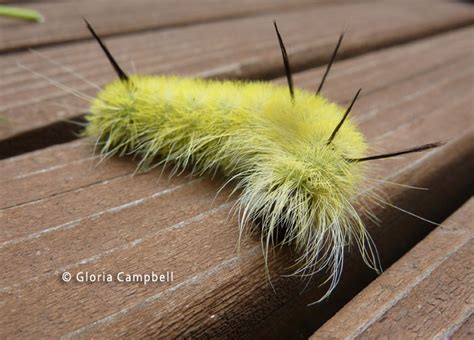 American Dagger Moth Acronicta americana (Harris, 1841) | Butterflies ...