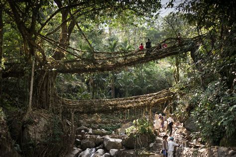 Meghalaya's Living Root Bridges: Complete Travel Guide