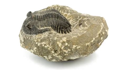 4 Main Types of Fossils