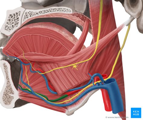 Sublingual Gland - Anatomy and Pathology | Kenhub