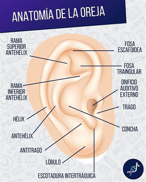 Anatomía de la oreja | Auriculoterapia para adelgazar, Anatomía ...