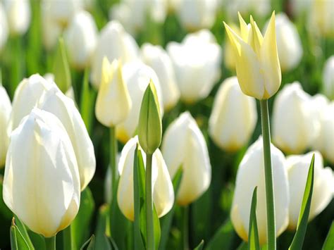 HD Wallpapers: White Tulip Flowers