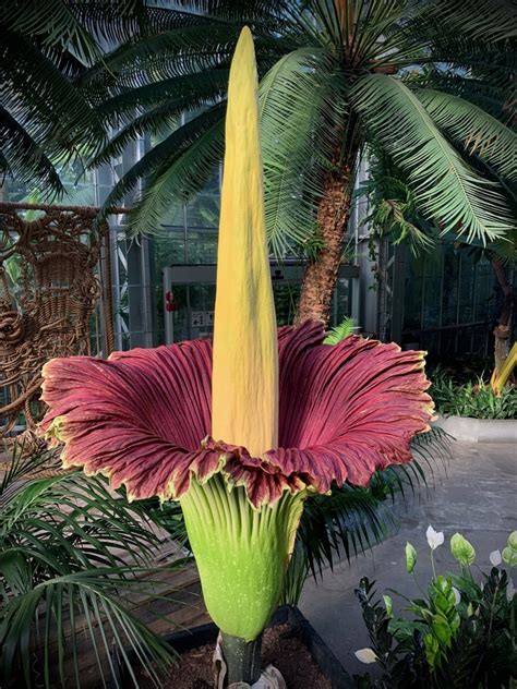 Corpse flowers at U.S. Botanic Garden | United States Botanic Garden