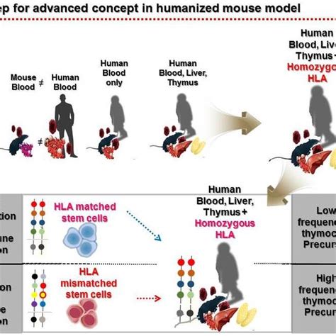 (PDF) T Lymphocyte Development and Activation in Humanized Mouse Model