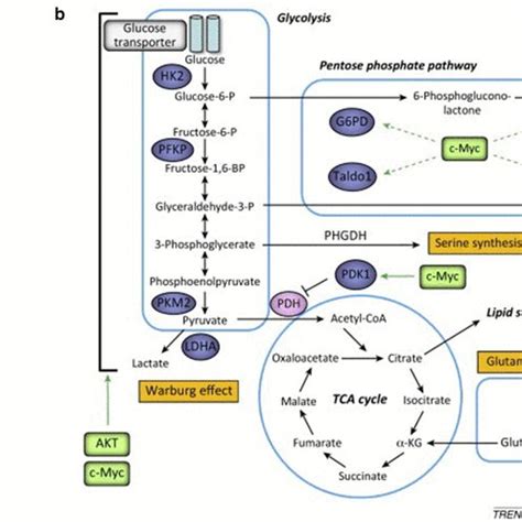 EGFR amplification promotes metabolic reprogramming. a Amplification of ...