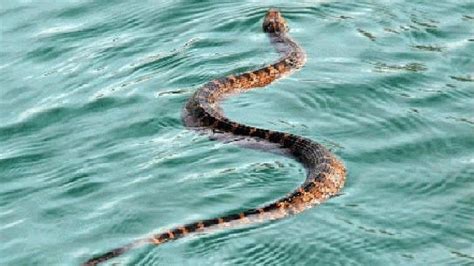 How to spot a venomous water snake | WOAI