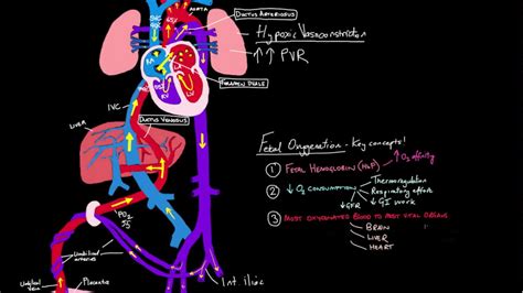 Fetal Circulation Animation