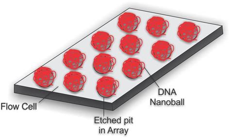 DNA nanoball sequencing