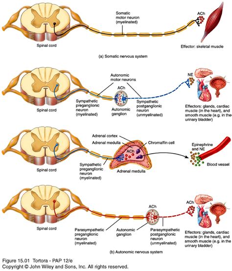 Anatomy & Physiology 246 > Thomas > Flashcards > Autonomic Nervous ...