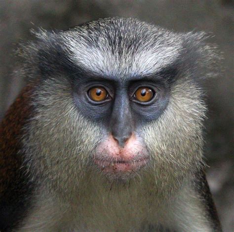 Monkey Faces Give Clues to Species and Individual Identity | WIRED